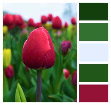 Flower Fields Red Tulip Colorful Image